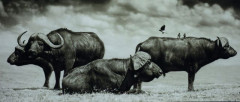 Nick BRANDT (Né en 1966) BUFFALO GROUP PORTRAIT, AMBOSELI, 2006 Tirage pigmentaire