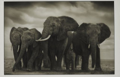 Nick BRANDT (Né en 1966) ELEPHANTS FIVE, AMBOSELI, 2008 Tirage pigmentaire