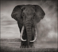 Nick BRANDT Né en 1966 ELEPHANT IN DUST, AMBOSELI - 2011 Tirage pigmentaire