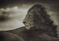 Nick BRANDT (Né en 1966) LION BEFORE STORM – CLOSE-UP, MAASAI MARA – 2006 Tirage pigmentaire