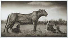 Nick BRANDT (Né en 1966) LIONESS WITH CUB FEEDING, MASAI MARA – 2007 Tirage pigmentaire