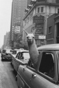 Inge MORATH (1923-2002) LLAMA, TIMES SQUARE, NEW YORK CITY – 1957 Tirage argentique postérieur