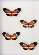 HELICONIUS HYBRIDES, deux couples de Siquirres (provenance : Costa Rica) et deux couples de Z. Polyxena. Dans deux boites. Boites :...