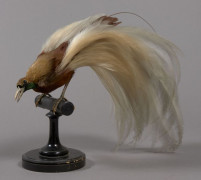 OISEAU DE PARADIS sur un perchoir en bois tourné. Taxidermie ancienne circa 1920. Enregistrement Cites 360333. Paradisaea minor