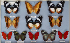 NYMPHALIDAE, (trés beaux), HYPOLIMNAS (mâle et femelle), CHARAXES POLLUX, CHARAXES CANDIOPE, CYMOTHOE SANGARIS, EUPHAEDRA, onze spéc...