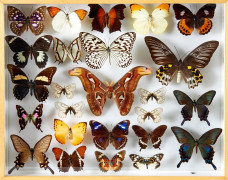 SPHINGIDAE, CHARAXES et divers d'Amérique, d'Afrique et divers : 9 Sphingidae, 20 Heliconiidae, Charaxes spp. et divers, Anteos meni...