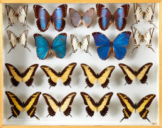 MORPHOS et divers d' Amérique : 1 P. thoas, 1 M. hecuba, 1 Historis odius, 4 Anaea marthesia, 2 A. nessus, 1 A. cyanea, 3 Callithea...