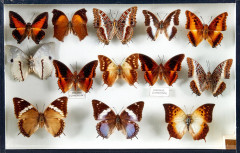 CHARAXES et divers d'Afrique : 13 Charaxes. Certains spécimens provenant de l'ancienne collection Bricoux. Dans quatre boîtes.