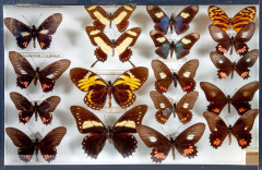 153 + 154 PAPILONIDAE, HELICONIIDAE, MORPHO et divers d'Amérique : Papilionidae divers dont Thoas, Agesilaus, Molops, Telesilaus, Polyd