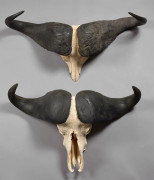 DEUX BUFFLES D'AFRIQUE DU CAP, massacres. Pointe à pointe : 76,5 et 71,5 cm. Dim. extérieure : 89 et 102,3 cm. Syncerus caffer caffer.