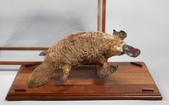 ORNITHORYNQUE taxidermisé en entier, dans une vitrine en verre et acajou. Joli spécimen ancien circa 1970 : 38 x 14 cm, vitrine 49 x...