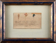 "Souvenirs envoyés d'Ajaccio par Mme Edouard Thayer (Juin 1840)" Feuille d'un olivier qui a été greffé par l'Empereur