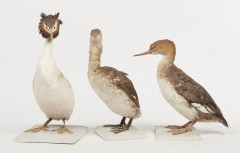 GREBE HUPPE, GREBE JOUGRIS, HARLE HUPPE. 1904, 1902. Podiceps cristatus, Podiceps grisegena, Mergus serrator. Trois spécimens. Pro...