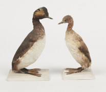 GREBE CASTAGNEUX, GREBE A COU NOIR. 1907, 1905. Tachybaptus ruficollis, Podiceps nigricollis. Deux spécimens. Provenance : Château...