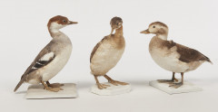 123 + 124 HARLE PIETTE, HARELDE DE MIQUELON, GREBE JOUGRIS. 1903, 1919. Mergellus albellus, Clangula hyemalis, Podiceps grisegena. Troi