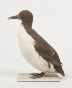 GUILLEMOT DE TROÏL. 1897. Uria aalge. Provenance : Château du Vaugroult, ancienne collection Raoul Le Dart, spécimen antérieur à 1...