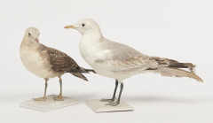 LABBE A LONGUE QUEUE, GOELAND CENDRE. 1907, 1908. Stercorarius longicaudus, Larus canus. Deux spécimens. Provenance : Château du V...