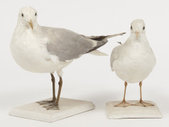 GOELAND CENDRE, MOUETTE RIEUSE. 1908, 1903. Larus canus, Larus ridibundus. Deux spécimens. Provenance : Château du Vaugroult, anci...