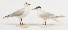 MOUETTE RIEUSE, STERNE GAUGEK. 1903. Larus ridibundus, Sterna sandvicensis. Deux spécimens. Provenance : Château du Vaugroult, anc...