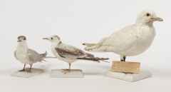 MOUETTE PYGMEE, MOUETTE BLANCHE, STERNE PIERREGARIN. Larus minutus, Pagophila eburnea, Sterna hirundo. Trois spécimens. Provenance...