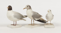 MOUETTE PYGMEE (x 2), MOUETTE DE SABINE. 1901, 1905. Larus minutus (x 2), Larus sabini. Trois spécimens. Provenance : Château du V...