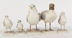 MOUETTE PYGMEE (x 2), MOUETTE TRIDACTYLE, MOUETTE DE SABINE, MOUETTE RIEUSE. 1903, 1905, 1905. Larus minutus (x 2), Rissa tridactyla...