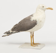 GOELAND BRUN. 1906. Larus fuscus. Provenance : Château du Vaugroult, ancienne collection Raoul Le Dart, spécimen antérieur à 1947.