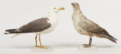 LABBE POMARIN, GOELAND BRUN. 1912. Stercorarius pomarinus, Larus fuscus. Deux spécimens. Provenance : Château du Vaugroult, ancien...