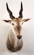 ELAND DU CAP, tête en cape. Taurotragus oryx.Petites déchirures