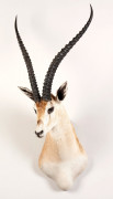 GAZELLE DE GRANT, tête en cape. Très beau spécimen. Etuis cornés : 60 cm. Gazella granti.