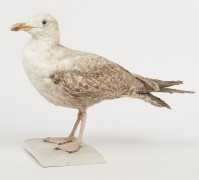 GOELAND ARGENTE. 1903. Larus argentatus. Provenance : Château du Vaugroult, ancienne collection Raoul Le Dart, spécimen antérieur...