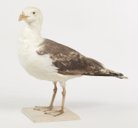 GOELAND MARIN. 1914. Larus marinus. Provenance : Château du Vaugroult, ancienne collection Raoul Le Dart, spécimen antérieur à 1947.