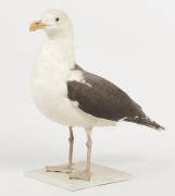 GOELAND MARIN. 1906. Larus marinus. Provenance : Château du Vaugroult, ancienne collection Raoul Le Dart, spécimen antérieur à 1947.