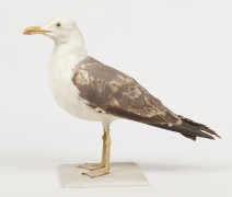 GOELAND BRUN. 1905. Larus fuscus. Provenance : Château du Vaugroult, ancienne collection Raoul Le Dart, spécimen antérieur à 1947.