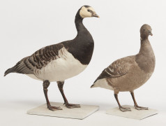 BERNACHE CRAVANT, BERNACHE NONETTE. 1903, 1905. Branta bernicla, Branta leucopsis. Deux spécimens. Château du Vaugroult, ancienne...