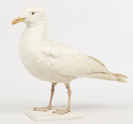 GOELAND BOURGMESTRE. 1916. Larus hyperboreus. Château du Vaugroult, ancienne collection Raoul Le Dart, spécimen antérieur à 1947.