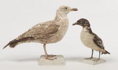 DAMIER DU CAP, GOELAND ARGENTE. 1903. Daption capense, Larus argentatus. Deux spécimens. Château du Vaugroult, ancienne collection...