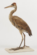 HERON POUPRE. 1910. Ardea purpurea. Château du Vaugroult, ancienne collection Raoul Le Dart, spécimen antérieur à 1947.