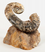 AMMONITE déroulée avec des traces d'irisation. Long.: 20 cm. Provenance : Russie, Bassin de la Volga.