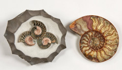 AMMONITES Trois sections piriteuses remontées dans une gangue calcaire noire. 21 x 20 cm. Russie Une demi-ammonite polie. 18,5 x 1...