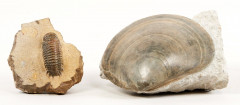 BEAU BIVALVE ET TRILOBITE fossilisés. 11 x 10 cm et 18 x 15 cm.