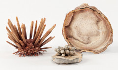 OURSIN CRAYON, TRANCHE DE PALMIER fossilisée, OURSIN CRAYON fossilisé (remontage)