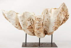 BÉNITIER fossilisé. 37 x 80 cm. Sur un socle en métal noir. Provenance : Mines indonésiennes.