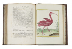 Georges-Louis Leclerc,comte de BUFFON 1707-1788 Histoire naturelle des oiseaux