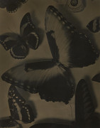 Emmanuel RADNITSKY dit MAN RAY 1890-1976 Papillons - vers 1935 Épreuve argentique d'époque