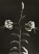 Dora MAAR 1907-1997 Sans titre (fleurs) - 1932-1935 Épreuve argentique d'époque