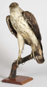 AIGLE DE BONELLI Février 1929. II/A. Cites délivré le 9 mars 2017. Hieraateus fasciatus. Provenance : Ancienne collection José R...