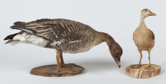 DENDROCYGNE, OIE DES MOISSONS III/C, Dendrocygna bicolor, Anser fabalis.