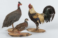 COQ, PINTADE, PERDRIX ROUGE Gallus gallus domesticus, Numida meleagris, Alectoris rufa.