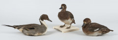 CANARD PILET, DEUX MACREUSES BRUNES Anas acuta, Melanitta fusca.